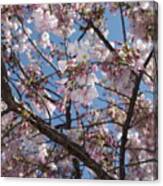 Pink Spring Blossoms Canvas Print