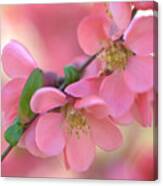 Pink Spring Marvels Canvas Print