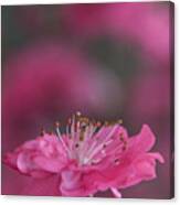 Pink Tree Blossom Opening Canvas Print
