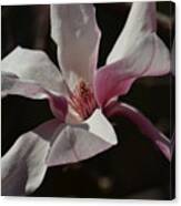 Pink Tulip Magnolia Canvas Print