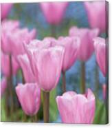 Pink Tulips And For-get-me-nots Canvas Print