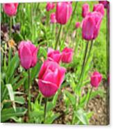 Pink Tulips - Belknap Mill Canvas Print