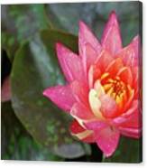 Pink Water Lily Beauty Canvas Print