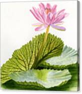 Pink Water Lily With Textured Pads Canvas Print