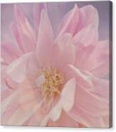 Pink Whisper Canvas Print