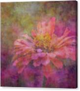 Pink Zinnia In The Ethereal Plain 3038 Idp_2 Canvas Print