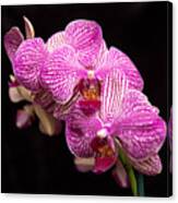 Pinkish Purple Orchid 1 Canvas Print