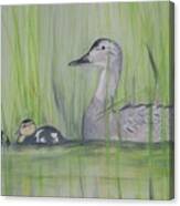 Pintails In The Reeds Canvas Print