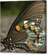 Pipevine Swallowtail Canvas Print