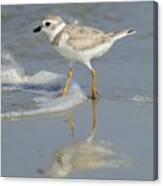 Piping Plover In Surf Canvas Print