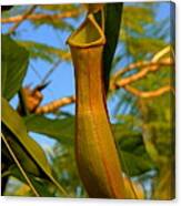 Pitcher Plant Canvas Print