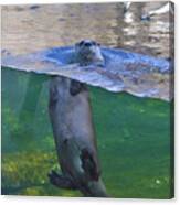 Playful Otter Canvas Print
