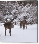 Playing In The Snow Canvas Print