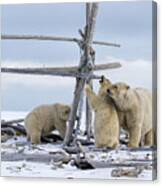 Playtime In The Arctic Canvas Print