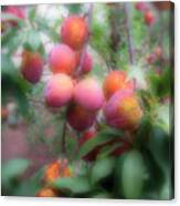 Plum Delight Canvas Print