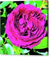 Plum Purple Rose Canvas Print