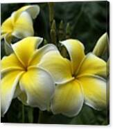 Plumeria Canvas Print