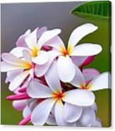 Plumeria Bloom Canvas Print