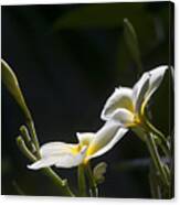 Plumeria Canvas Print