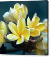 Plumerias Out Of The Blue Canvas Print