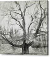 Pinchot Tree Sketch Canvas Print
