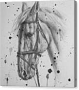 Pncil Drawing Horse #1743 Canvas Print
