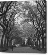 Poets Walk In Central Park Canvas Print