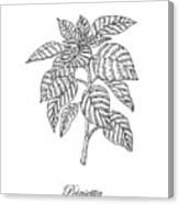 Poinsettia Botanical Drawing Canvas Print