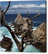 Point Lobos Rocks And Branches Canvas Print