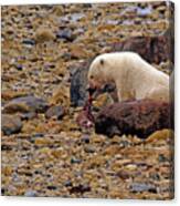 Polar Bear Eating Ringed Seal Canvas Print