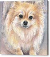 Pomeranian Watercolor Canvas Print
