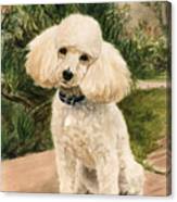 Poodle In Garden Canvas Print