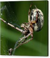 Poor Damselfly Canvas Print