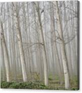 Poplars Canvas Print