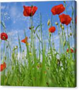 Poppies Ii Canvas Print