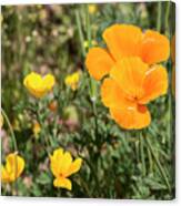 Poppies In Bloom Canvas Print