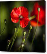 Poppies In Evening Sunlight Canvas Print