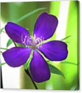 Poppin Purple Flower Canvas Print
