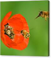 Poppy And Bumblebees Canvas Print