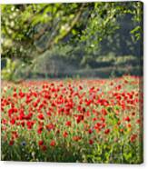 Poppy Field Panorama In Spring Canvas Print