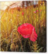 Poppy In The Light Of Dawn Canvas Print