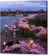 Portland Cherry Blossoms Canvas Print