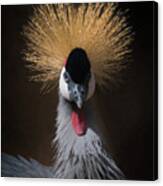 Portrait Of A Crowned Crane 2 Canvas Print