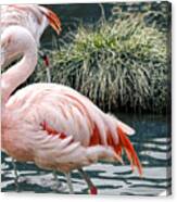Portrait Of A Flamingo Canvas Print