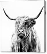 Portrait Of A Highland Cow Canvas Print
