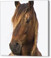 Portrait Of A Mustang Canvas Print