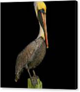 Portrait Of A Pelican Ii Canvas Print