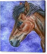 Portrait Of A Pony Canvas Print