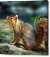 Portrait Of A Squirrell Canvas Print