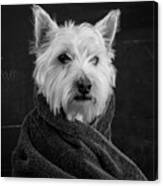 Portrait Of A Westie Dog Canvas Print
